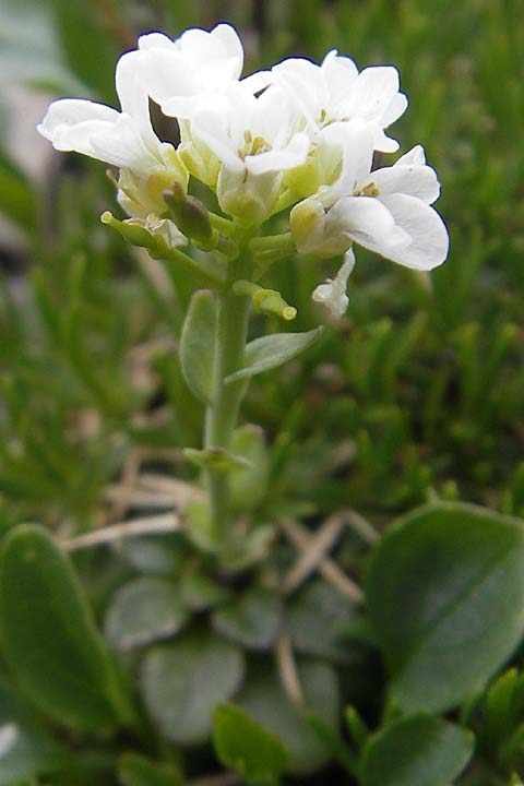 Noccaea alpestris / Alpine Penny-Cress, A Carinthia, Petzen 2.7.2010