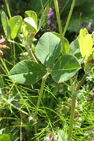 Trifolium hybridum \ Schweden-Klee / Alsike Clover, A Kärnten/Carinthia, Petzen 8.8.2016