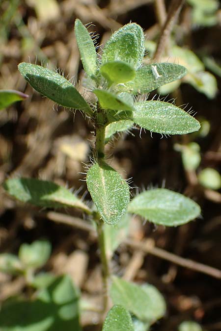 Thymus pulegioides subsp. carniolicus \ Krainer Thymian, Krain-Arznei-Quendel / Krain Thyme, A Kraubath (Mur) 27.6.2021