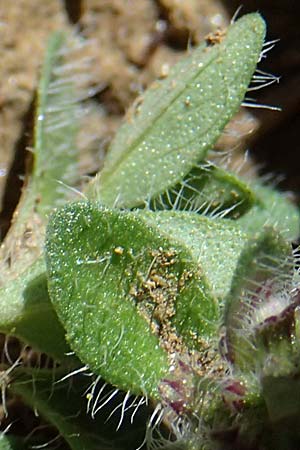 Thymus pulegioides subsp. carniolicus \ Krainer Thymian, Krain-Arznei-Quendel / Krain Thyme, A Kraubath (Mur) 27.6.2021