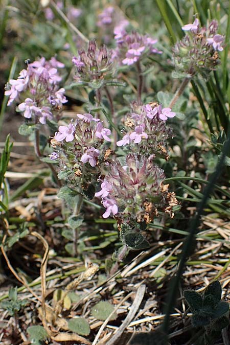 Thymus pulegioides subsp. carniolicus \ Krainer Thymian, Krain-Arznei-Quendel / Krain Thyme, A Hainburg 14.5.2022