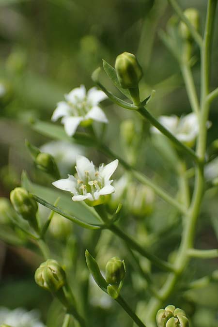 Thesium pyrenaicum \ Pyrenen-Bergflachs, Pyrenen-Leinblatt / Pyrenean Bastard Toadflax, A Gumpoldskirchen 15.5.2022