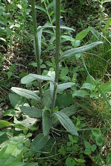 Tephroseris integrifolia / Field Fleawort, A Hainburg 14.5.2022