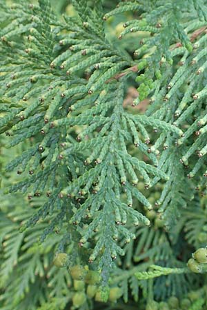 Thuja occidentalis \ Abendlndischer Lebensbaum, Gewhnliche Thuja / Eastern Arbor-Vitae, Northern White-Cedar, A Kärnten/Carinthia, St. Kanzian am Klopeiner See 20.5.2016