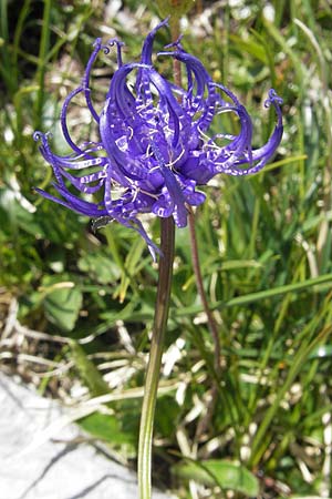 Phyteuma orbiculare / Round-Headed Rampion, A Dachstein 20.7.2010