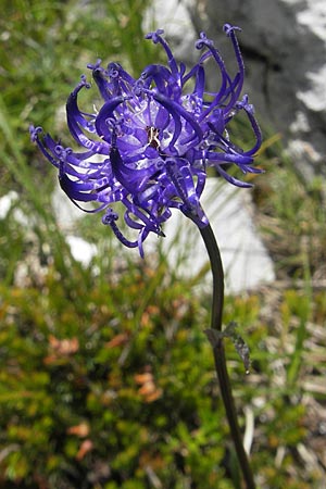 Phyteuma orbiculare / Round-Headed Rampion, A Dachstein 20.7.2010