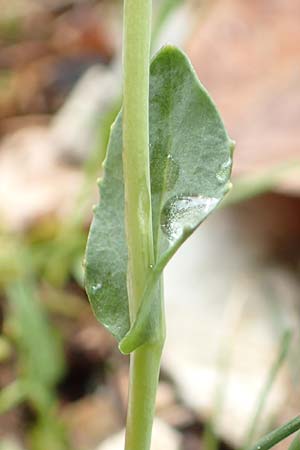 Noccaea praecox \ Frhes Hellerkraut, Frhblhendes Tschelkraut / Early Penny-Cress, A Kärnten/Carinthia, Feistritz im Rosental 17.5.2016