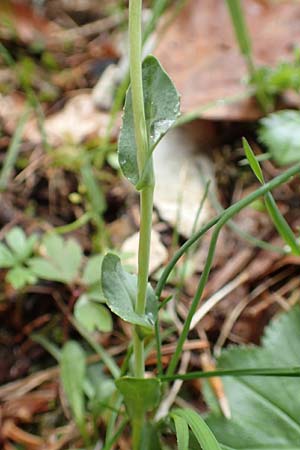 Noccaea praecox \ Frhes Hellerkraut, Frhblhendes Tschelkraut, A Kärnten, Feistritz im Rosental 17.5.2016