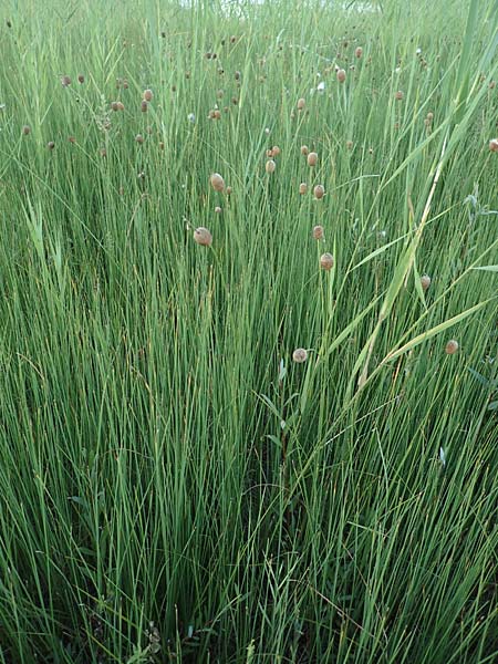 Typha minima \ Zwerg-Rohrkolben, A Bregenz 10.7.2015