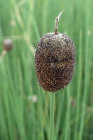 Typha minima \ Zwerg-Rohrkolben / Dwarf Bulrush, Miniature Cattail, A Bregenz 10.7.2015