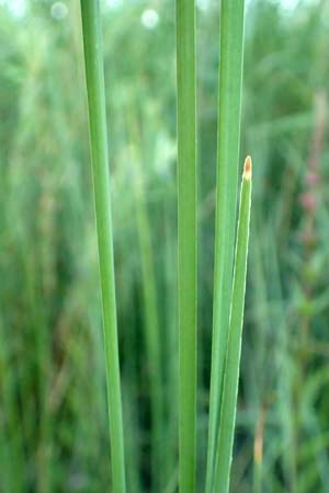 Typha minima \ Zwerg-Rohrkolben, A Bregenz 10.7.2015