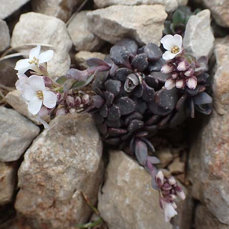 Noccaea alpestris / Alpine Penny-Cress, A Carinthia, Hochobir 19.5.2016