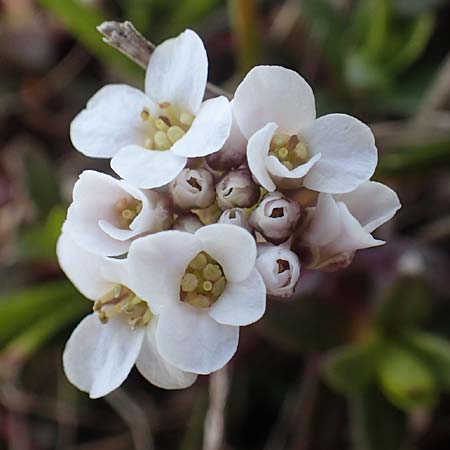 Noccaea alpestris / Alpine Penny-Cress, A Carinthia, Hochobir 19.5.2016