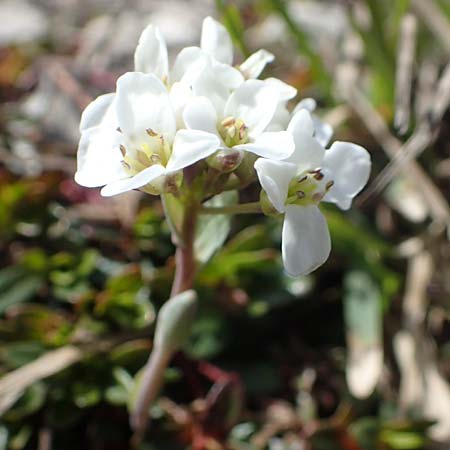 Noccaea alpestris \ Voralpen-Tschelkraut, Alpen-Hellerkraut, A Kärnten, Hochobir 19.5.2016