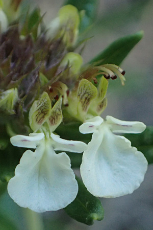 Teucrium montanum \ Berg-Gamander / Mountain Germander, A Bad Vöslau 7.7.2023