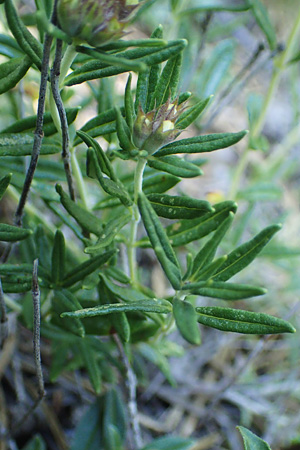 Teucrium montanum \ Berg-Gamander / Mountain Germander, A Bad Vöslau 7.7.2023