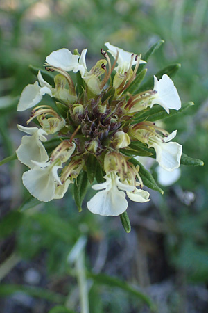 Teucrium montanum \ Berg-Gamander / Mountain Germander, A Bad Vöslau 7.7.2023