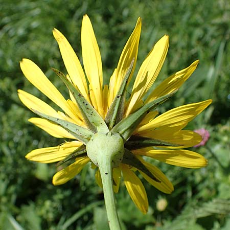 Tragopogon pratensis subsp. orientalis \ stlicher Wiesen-Bocksbart, A Pölstal-Oberzeiring 26.6.2021