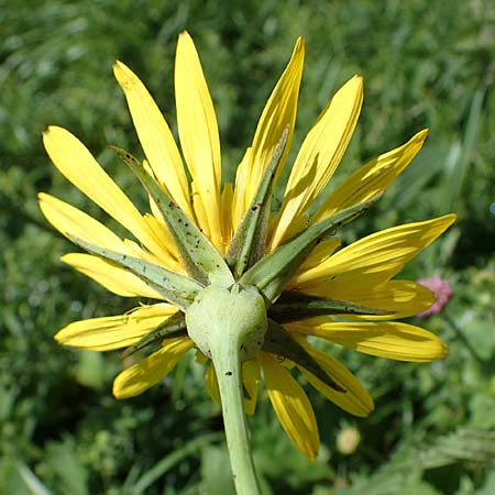 Tragopogon orientalis \ stlicher Wiesen-Bocksbart, A Pölstal-Oberzeiring 26.6.2021