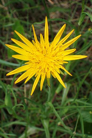 Tragopogon orientalis \ stlicher Wiesen-Bocksbart / Showy Goat's-Beard, A Perchtoldsdorf 7.5.2022