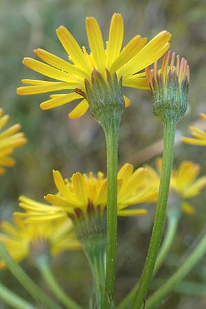 Tephroseris pseudocrispa \ Cividale-Greiskraut / Cividale Groundsel, A Kärnten/Carinthia, Koralpe 21.5.2016