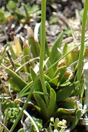 Tofieldia pusilla \ Kleine Simsenlilie / Scottish Asphodel, A Trenchtling 3.7.2019