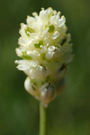 Tofieldia pusilla \ Kleine Simsenlilie / Scottish Asphodel, A Wölzer Tauern, Kleiner Zinken 24.7.2021