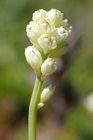 Tofieldia pusilla \ Kleine Simsenlilie / Scottish Asphodel, A Wölzer Tauern, Kleiner Zinken 24.7.2021