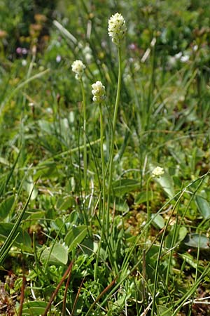 Tofieldia pusilla \ Kleine Simsenlilie / Scottish Asphodel, A Wölzer Tauern, Kleiner Zinken 24.7.2021