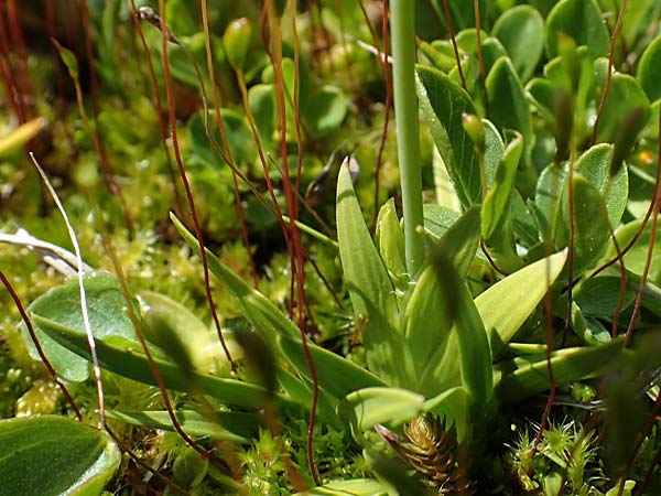 Tofieldia pusilla \ Kleine Simsenlilie / Scottish Asphodel, A Wölzer Tauern, Kleiner Zinken 24.7.2021