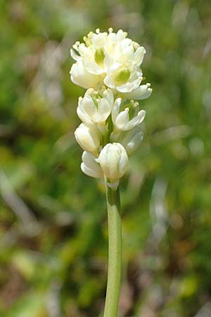 Tofieldia pusilla \ Kleine Simsenlilie / Scottish Asphodel, A Wölzer Tauern, Kleiner Zinken 24.7.2021