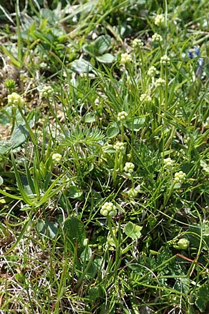 Tofieldia pusilla \ Kleine Simsenlilie / Scottish Asphodel, A Wölzer Tauern, Kleiner Zinken 24.7.2021