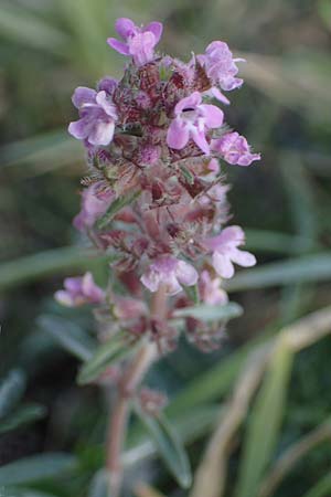 Thymus pannonicus \ Steppen-Thymian / Eurasian Thyme, A Seewinkel,  Apetlon 26.9.2022