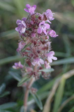 Thymus pannonicus \ Steppen-Thymian / Eurasian Thyme, A Seewinkel, Apetlon 26.9.2022