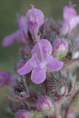 Thymus pannonicus \ Steppen-Thymian / Eurasian Thyme, A Seewinkel,  Apetlon 26.9.2022