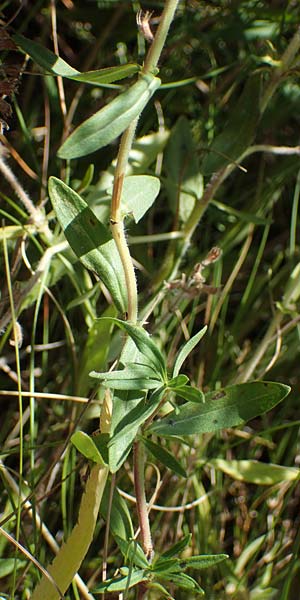 Thymus pannonicus \ Steppen-Thymian / Eurasian Thyme, A Weiden am Neusiedler See 8.7.2023