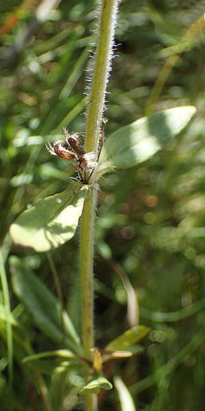 Thymus pannonicus \ Steppen-Thymian / Eurasian Thyme, A Weiden am Neusiedler See 8.7.2023
