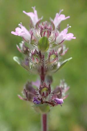 Thymus pannonicus / Eurasian Thyme, A Siegendorf 12.7.2023