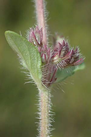 Thymus pannonicus \ Steppen-Thymian / Eurasian Thyme, A Siegendorf 12.7.2023