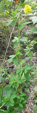 Trifolium aureum \ Gold-Klee / Golden Clover, A St. Lorenzen 1.7.2010