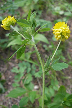 Trifolium aureum / Golden Clover, A St. Lorenzen 1.7.2010