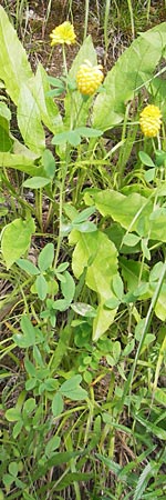 Trifolium aureum / Golden Clover, A St. Lorenzen 1.7.2010