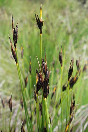 Schoenus ferrugineus \ Rostrote Kopfbinse / Brown Bog-Rush, A Reutte 23.6.2011