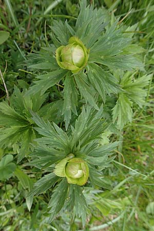 Trollius europaeus / Globe Flower, A Carinthia, Feistritz im Rosental 17.5.2016