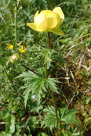 Trollius europaeus \ Trollblume / Globe Flower, A Rax 28.6.2020