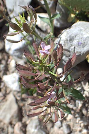 Noccaea caerulescens \ Gebirgs-Hellerkraut, Bluliches Tschelkraut / Alpine Penny-Cress, A Dachstein, Auretskar 7.7.2020