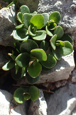 Noccaea rotundifolia \ Rundblttriges Tschelkraut / Round-Leaved Penny-Cress, A Dachstein, Auretskar 7.7.2020