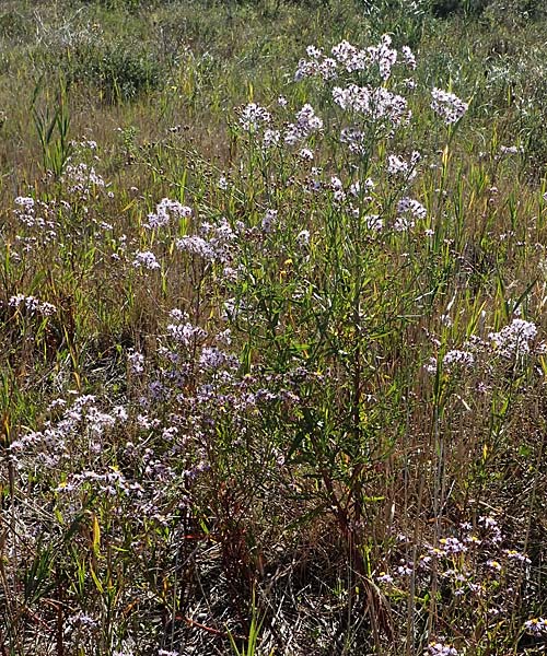 Tripolium pannonicum subsp. pannonicum / Sea Aster, A Seewinkel, Apetlon 23.9.2022