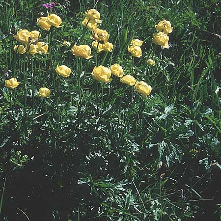 Trollius europaeus \ Trollblume / Globe Flower, A St. Wolfgang 9.7.1995