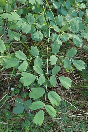 Thalictrum minus \ Kleine Wiesenraute / Lesser Meadow-Rue, A Tragöß 30.6.2019